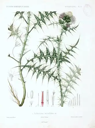 Description de l'image Galactites mutabilis-1.jpg.