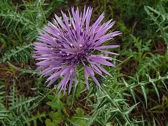Description de cette image, également commentée ci-après