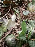 Galanthus elwesii