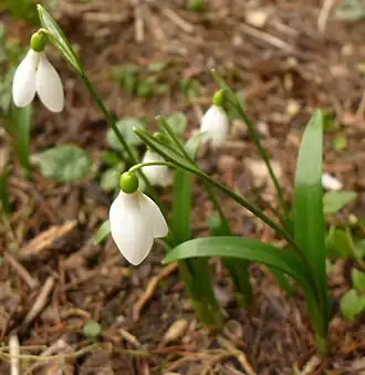 Description de l'image Galanthus lagodechianuis 03 (cropped).jpg.
