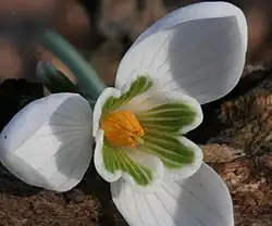 Intérieur de la corolle de Galanthus nivalis