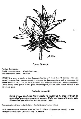 Description de l'image Galapagos plants II 24.jpg.