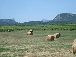 Vue sur le Pic Saint-Loup depuis Galargues.