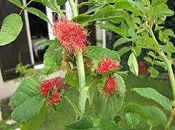 Galle de l'églantier.