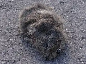 Cobaye-belette (Galea musteloides)