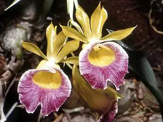 Description de l'image Galeandra batemanii Orchi 02.jpg.