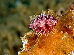 Habuprionovolva manifesta