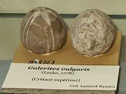 Fossiles de Galerites vulgaris (Crétacé, MNHN)