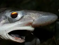Photo couleur d'une tête de requin sur fond noir.