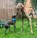 Petit lévrier italien et galgo.