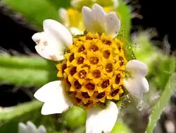 Galinsoga quadriradiata(Sottotribù Galinsoginae)