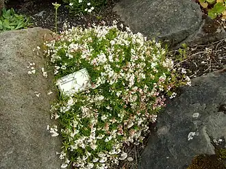 Description de l'image Galium pseudohelveticum (Reykjavík BG).jpg.