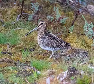Description de l'image Gallinago andina, Huancabamba, Pasco, Peru 1.jpg.