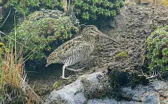 Description de l'image Gallinago jamesoni, Quijos, Ecuador 09.jpg.