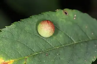 Galle de Diplolepis eglanteriae.