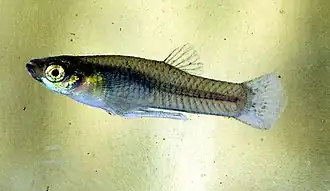 Description de l'image Gambusia affinis male.jpg.