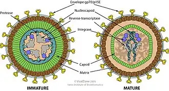 Description de l'image Gammaretrovirus virion.jpg.