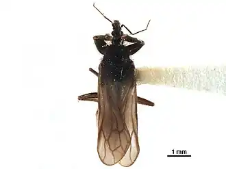 Un Gamostolini sp. (Aenictopecheinae) d'origine inconnue.