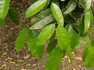 Feuilles, faces supérieures