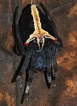 Parawixia dehaani