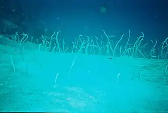 Espèce non identifiée photographiée au large de Bali, Indonésie. Les spécimens de ce cliché sont libres; tous les autres de cette page sont captifs d'aquariums publics.