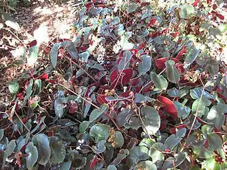 Description de cette image, également commentée ci-après