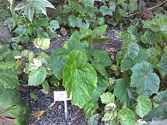 Description de cette image, également commentée ci-après