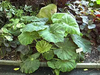 Description de cette image, également commentée ci-après