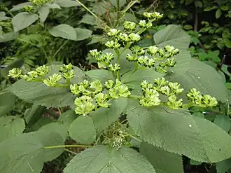 Description de l'image Gardenology.org-IMG 1442 bbg09.jpg.