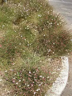 Touffes de gaura à Los Angeles en mars.