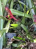 Billbergia pyramidalis var. striata