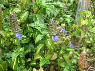 Description de cette image, également commentée ci-après