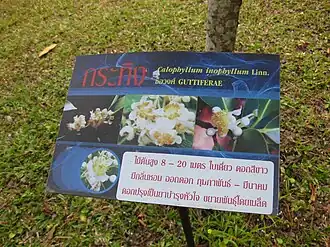 Nom et taille en thaï et photos de fleurs