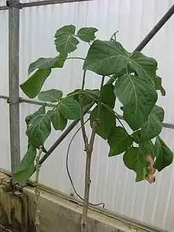 Feuilles, au Jardin botanique de la reine Sirikit, en Thaïlande.