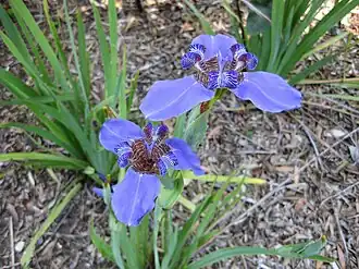 Description de l'image Gardenology.org-IMG 9843 rbgm10dec.jpg.