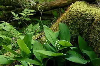 Muguet de mai (Convallaria majalis) dans la forêt de Garphyttan.