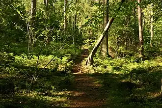 La forêt de Garphyttan, près des prairies.