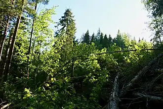 Forêt sur les pentes de Kilsbergen, avec beaucoup de bois mort.