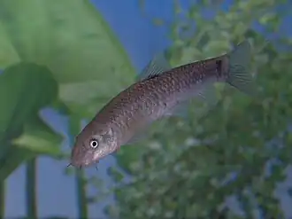 Description de l'image Garra barreimiae.jpg.