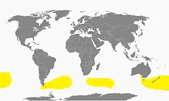 Description de l'image Garrodia nereis dist.jpg.