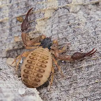 Description de l'image Garypus_californicus_157664396.jpg.