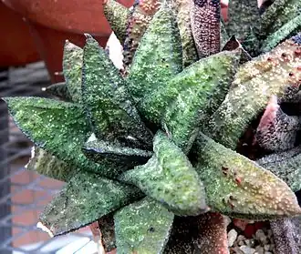 Description de l'image Gasteria batesiana 1.jpg.