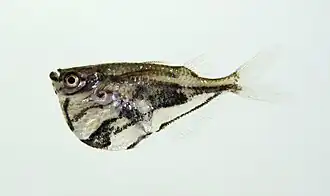 Carnegiella strigata