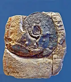 Agoniatites nodiferus (Agoniatitida).