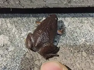 Description de l'image Gastrophryne elegans.jpg.