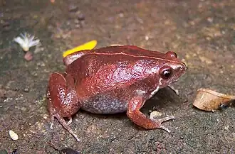 Description de l'image Gastrophryne usta02.jpg.