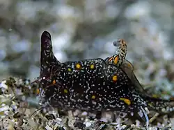 Gastropteron bicornutum