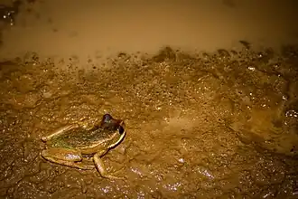 Description de l'image Gastrotheca litonedis.jpg.