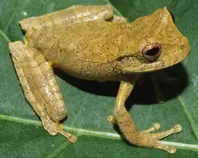 Description de l'image Gastrotheca pulchra IRDias 2014 (cropped).jpg.