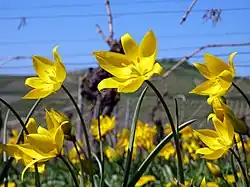 Des fleurs ouvertes dans une vigne.